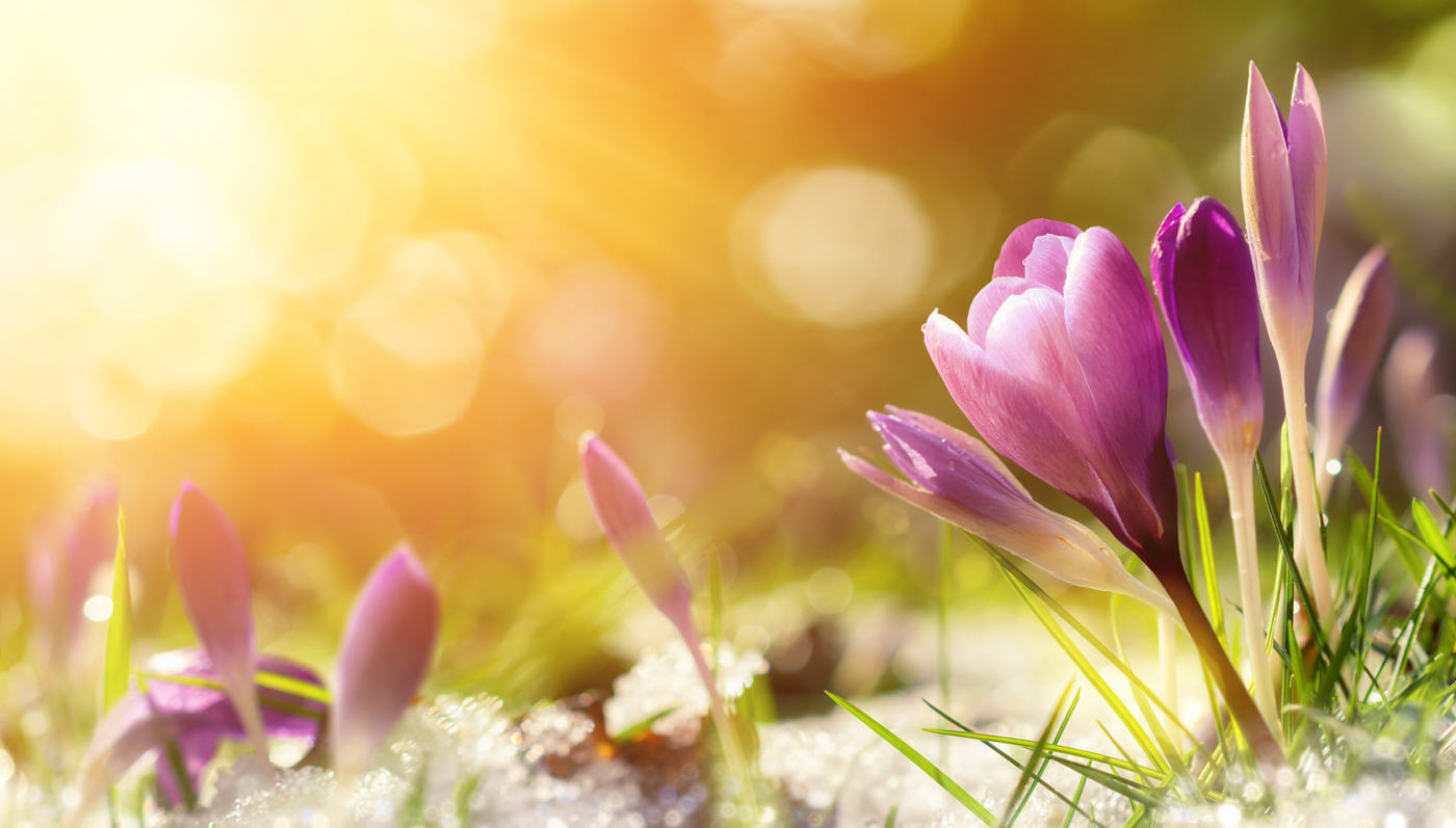 Crocuses blooming in Spring Life's transitions and your transformations with Lauren Tyler