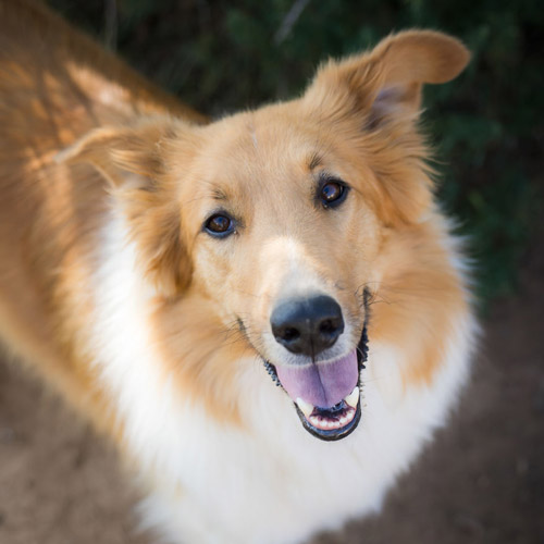 Hank the one and only special australian shepard