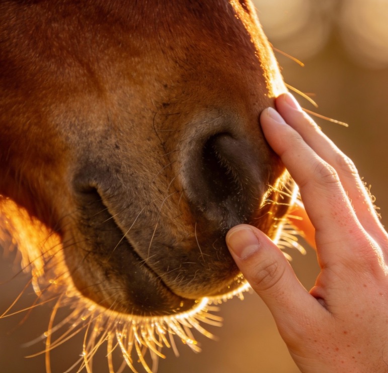 Touching soft horse nose, equine assisted growth therapy